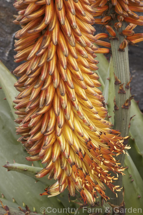 Tilt-head. Aloe (<i>Aloe hexapetala [syn. Aloe speciosa]), a trunk-forming, sometimes tree-like, spring-flowering. South African succulent up to 3m tall. The toothed leaves can reach 80cm long and the inflorescences, which are unbranched but clustered, are up to 50cm long. Order: Asparagales, Family: Asphodelaceae