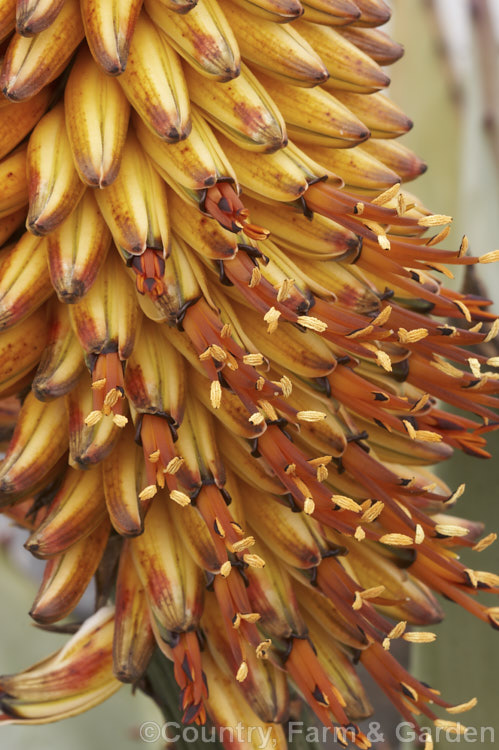 Tilt-head. Aloe (<i>Aloe hexapetala [syn. Aloe speciosa]), a trunk-forming, sometimes tree-like, spring-flowering. South African succulent up to 3m tall. The toothed leaves can reach 80cm long and the inflorescences, which are unbranched but clustered, are up to 50cm long. Order: Asparagales, Family: Asphodelaceae