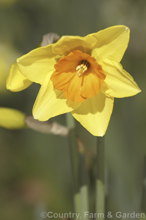 Narcissus 'Ambergate', a Large-cupped (<i>Division 2) daffodil with a striking orange cup. Its flower stems are up to 40cm tall Order: Asparagales, Family: Amaryllidaceae