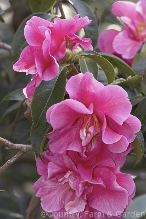 <i>Camellia</i> 'Shot Silk', a <i>Camellia reticulata</i> cultivar introduced from Yunnan, China by American Ralph Peer in 1948. It is normal for the flowers to develop lighter areas with age. Also known as 'Dayinhong'. Order: Ericales, Family: Theaceae