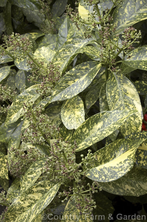 A variegated Japanese Laurel (<i>Aucuba japonica 'Crotonoides') in flower. The variegated and fancy-foliaged cultivars of this Japanese evergreen shrub are widely cultivated variegated. Female plants like 'Crotonoides' bear clusters of large red berries in winter and flower in spring. aucuba-2280htm'>Aucuba. <a href='garryaceae-plant-family-photoshtml'>Garryaceae</a>.