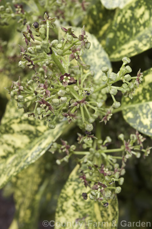 A variegated Japanese Laurel (<i>Aucuba japonica 'Crotonoides') in flower. The variegated and fancy-foliaged cultivars of this Japanese evergreen shrub are widely cultivated variegated. Female plants like 'Crotonoides' bear clusters of large red berries in winter and flower in spring. aucuba-2280htm'>Aucuba. <a href='garryaceae-plant-family-photoshtml'>Garryaceae</a>.