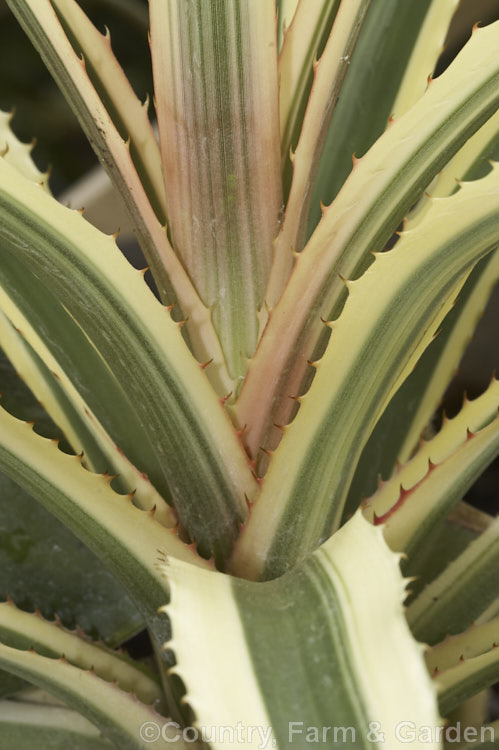 The boldly marked and sharply toothed foliage of the Variegated Pineapple or Tricolor. Pineapple Ananas comosus 'Variegatus'), a cultivar of a bromeliad, probably originally from Brazil, that is widely cultivated and very well known for its delicious edible fruit. The stem, up to 12m tall, dies once the fruit is mature. Order: Poales, Family: Bromeliaceae