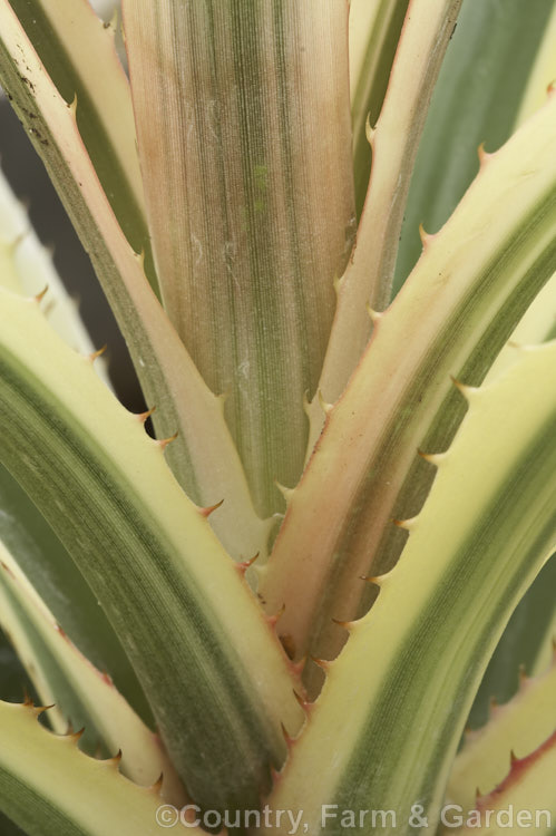 The boldly marked and sharply toothed foliage of the Variegated Pineapple or Tricolor. Pineapple Ananas comosus 'Variegatus'), a cultivar of a bromeliad, probably originally from Brazil, that is widely cultivated and very well known for its delicious edible fruit. The stem, up to 12m tall, dies once the fruit is mature. Order: Poales, Family: Bromeliaceae