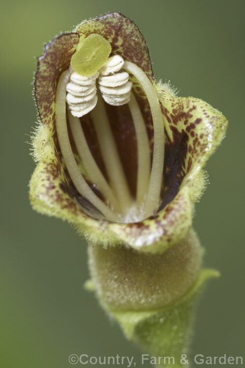 The flower of Rhytidophyllum tomentosum, a gesneriad (<i>African Violet family plant</i>) that probably originated in Central America and the West Indies, though its precise origins are unclear. This is because it has long been used in traditional herbal medicines and has become widely naturalised. Outside its natural range it is most likely to be seen as a novelty house plant. The hairy, heavily textured leaves and clusters of maroon-marked flowers are distinctive. rhytidophyllum-3263htm'>Rhytidophyllum.