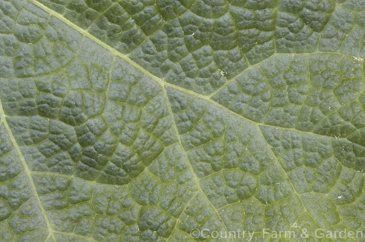 Close-up of the foliage of a Hollyhock (<i>Alcea rosea</i>), a western Asian biennial or perennial to 3m tall. There are many garden forms. alcea-2169htm'>Alcea.