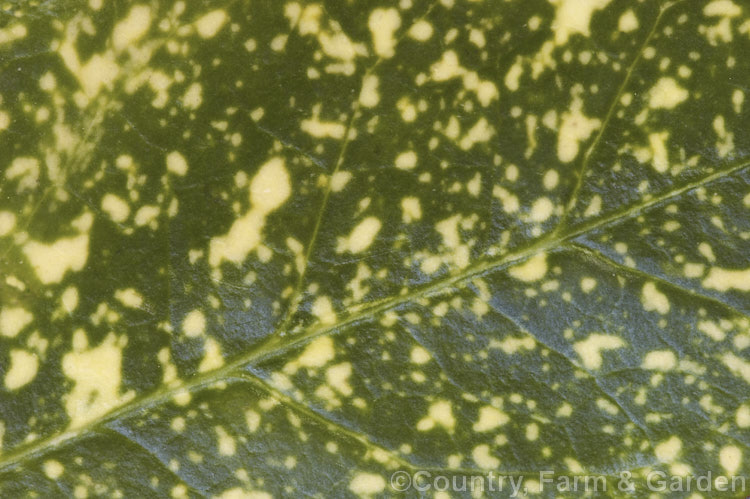 Close-up of the foliage of a Variegated Japanese Laurel (<i>Aucuba japonica 'Crotonoides'), the variegated and fancy-foliaged cultivars of this Japanese evergreen shrub are widely cultivated variegated. Female plants like 'Crotonoides' bear clusters of large red berries in winter and flower in spring. aucuba-2280htm'>Aucuba. <a href='garryaceae-plant-family-photoshtml'>Garryaceae</a>.