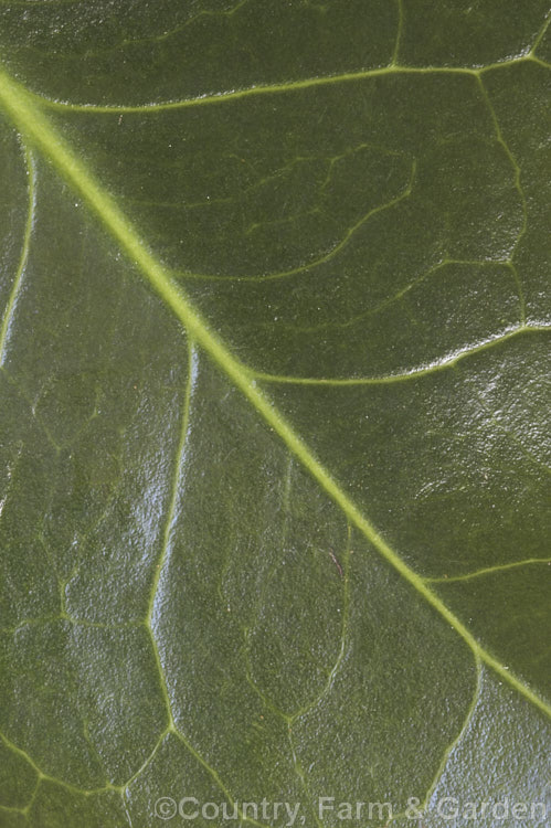 Close-up of the foliage of a <i>Camellia japonica</i> cultivar. This evergreen shrub from Japan, Korea and China is widely cultivated and occurs in many garden forms. Order: Ericales, Family: Theaceae