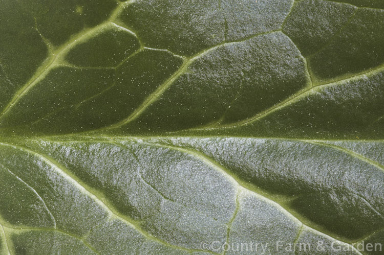 Close-up of the foliage of a Hollyhock (<i>Alcea rosea</i>), a western Asian biennial or perennial to 3m tall. There are many garden formsClose-up of the foliage of Arum italicum subsp. italicum, a perennial found in several forms from southern Europe to western Asia. Subspecies italicum differs from the species in having pale-veined leaves. It often naturalises in gardens and can form large patches. arum-2367htm'>Arum.