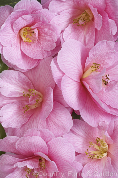 <i>Camellia</i> 'Donation' (<i>Camellia saluensis</i> x <i>Camellia japonica</i> 'Donckelarii'), among the earlier x <i>williamsii</i> hybrids, this long-flower shrub was introduced by R. S. Clarke of Sussex. England in 1941. Order: Ericales, Family: Theaceae