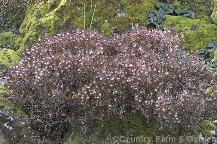 Bog Rosemary (<i>Andromeda polifolia</i>), a small, evergreen, wiry-stemmed, spring-flowering shrub that occurs naturally over much of Europe and south-central Russia. Order: Ericales, Family: Ericaceae