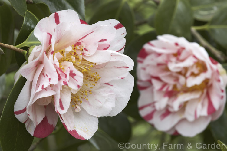 <i>Camellia</i> 'Chameleon', a late-flowering American-raised <i>Camellia japonica</i> cultivar introduced in 1974. The flowers are very variable and in addition to displaying a wide range of pink flecks, stripes and sectors on a white background they are sometimes almost entirely white or pink or reverse variegated. Order: Ericales, Family: Theaceae
