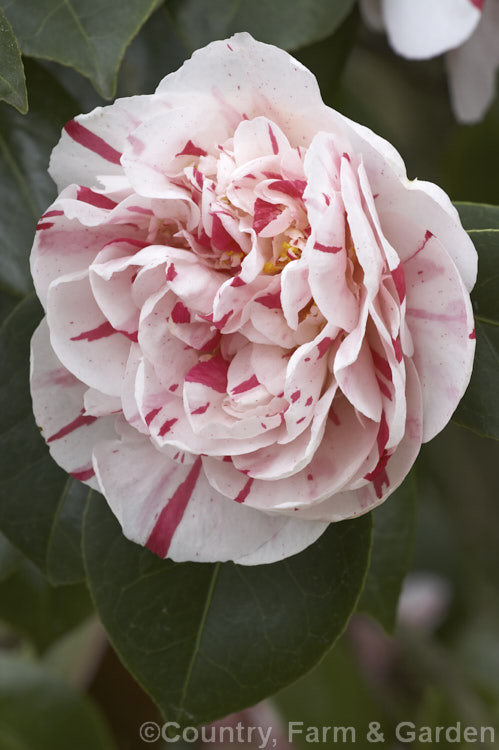 <i>Camellia</i> 'Chameleon', a late-flowering American-raised <i>Camellia japonica</i> cultivar introduced in 1974. The flowers are very variable and in addition to displaying a wide range of pink flecks, stripes and sectors on a white background they are sometimes almost entirely white or pink or reverse variegated. Order: Ericales, Family: Theaceae