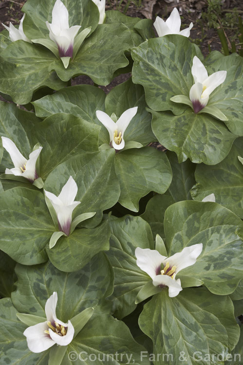 Giant Trillium (<i>Trillium chloropetalum</i>). Often confused with Trillium sessile, this 20-65cm tall perennial occurs in many forms in the western United States. White forms may be hybrids with Trillium albidum. trillium-2304htm'>Trillium. <a href='melanthiaceae-plant-family-photoshtml'>Melanthiaceae</a>.