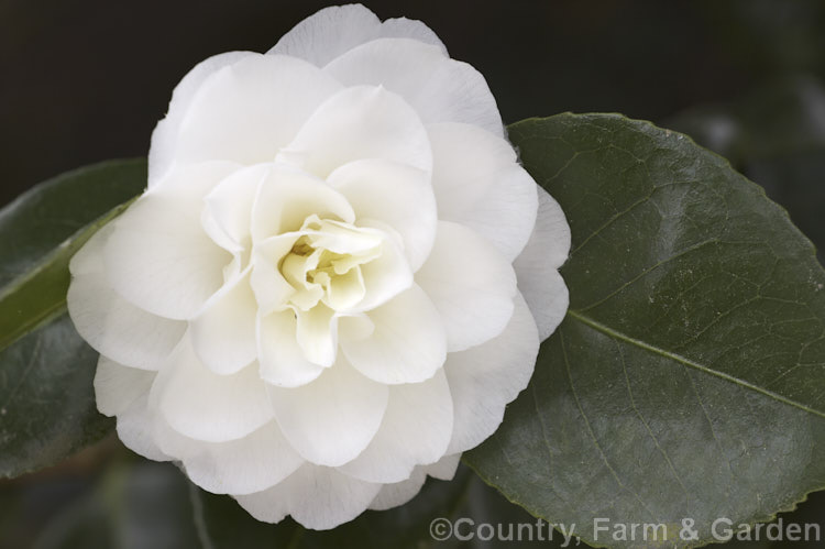 <i>Camellia</i> 'Dorothy Culver', a fairly late-flowering. <i>Camellia japonica</i> cultivar with attractive well-shaped anemone-form flowers. It develops into a strong erect bush. Order: Ericales, Family: Theaceae