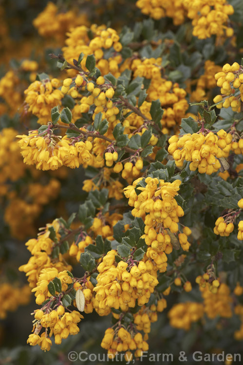 Darwin. Barberry (<i>Berberis darwinii</i>), a 2 x 3m high spiny evergreen shrub native to the Patagonian Mountains of southernChile and Argentina. Small deep purple-blue fruits follow racemes of golden-yellow flowers. berberis-2186htm'>Berberis. Order: Ranunculales, Family: Berberidaceae