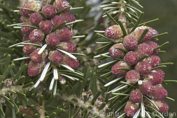 Pacific Silver Fir or Christmas Tree (<i>Abies amabilis</i>), a conifer that grows to as much as 30m tall and which found from southern Alaska to western Oregon. It is known as the Silver Fir because of the silvery white undersides of the foliage. It is sometimes known as the Red Silver Fir because of the red colour of the young male cones, which can be very showy in spring. Order: Pinales, Family: Pinaceae