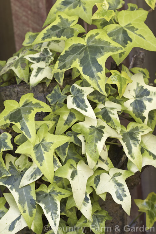 Hedera helix 'Variegata', a widely grown cultivar of English Ivy that has leaves with grey-green and dark green centres. The pale parts of the foliage are yellow green when grown in the shade, tending to cream in brighter positions. The lobes of the leaves become smaller as the plants mature and sometimes old plant have unlobed leaves. Order: Apiales, Family: Araliaceae