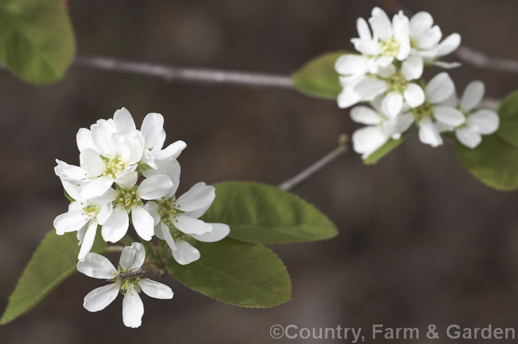 Amelanchier bartramiana, a spring-flowering deciduous large shrub or small tree native to eastern North America. It grows to around 5m tall and the flowers are followed by small black fruits. Order: Rosales, Family: Rosaceae