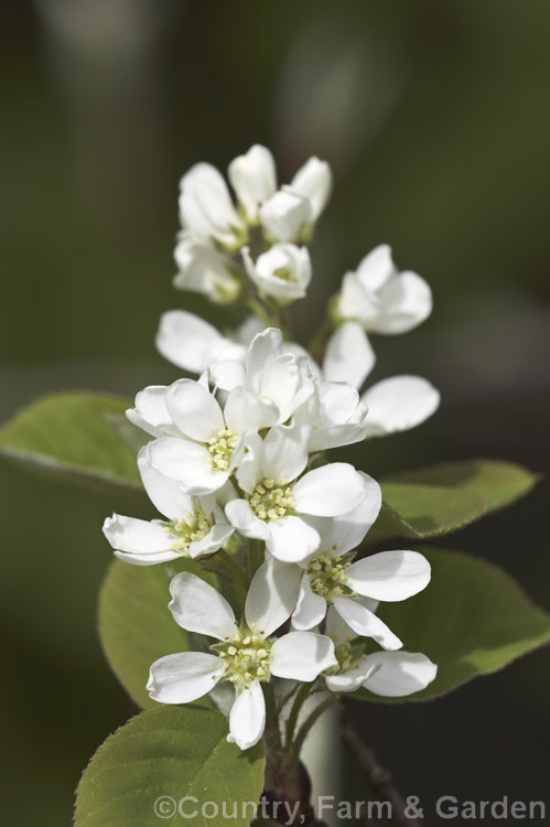 Amelanchier bartramiana, a spring-flowering deciduous large shrub or small tree native to eastern North America. It grows to around 5m tall and the flowers are followed by small black fruits. Order: Rosales, Family: Rosaceae