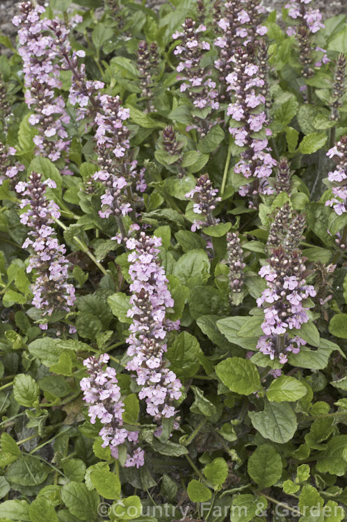 Ajuga reptans 'Purple Torch', a pink-flowered cultivar of the common. Bugle, a quick growing Eurasian ground cover perennial. The cultivar name refers to the purple-bronze bracts on the flowerheads and the similarly coloured mature foliage. ajuga-2272htm'>Ajuga.