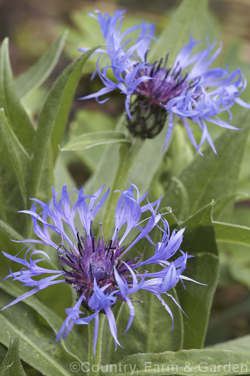 Perennial Cornflower or Mountain Bluet (<i>Centaurea montana</i>), a 40-80cm high spring-flowering herbaceous perennial native to the mountains of Europe. Order: Asterales, Family: Asteraceae