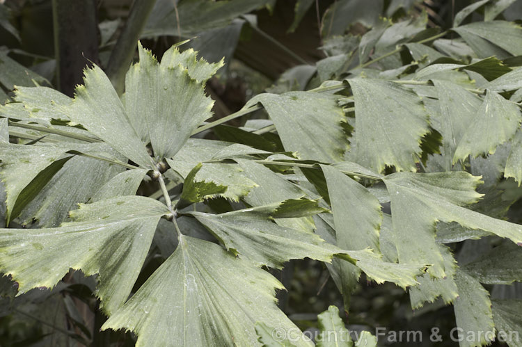 Foliage of the Fishtail. Palm (<i>Caryota mitis</i>), a quick-growing palm native to tropical Southeast Asia. It often develops multiple trunks and has large leaves with triangular leaflets that have ragged edges. In temperate areas it is widely grown as a house plant. caryota-2535htm'>Caryota.