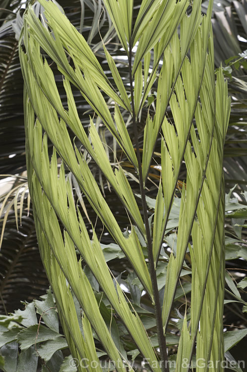 Developing frond of the Fishtail. Palm (<i>Caryota mitis</i>), a quick-growing palm native to tropical Southeast Asia. It often develops multiple trunks and has large leaves with triangular leaflets that have ragged edges. In temperate areas it is widely grown as a house plant. caryota-2535htm'>Caryota.