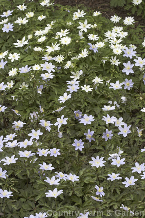 Two forms of the Wood Anemone or Windflower (<i>Anemone nemorosa</i>), a spring-flowering rhizomatous perennial native to Europe. In the foreground is the mauve-flowered, bronze-leafed 'Blue Beauty' and behind it is white double-flowered 'Bracteata'. Order: Ranunculales, Family: Ranunculaceae