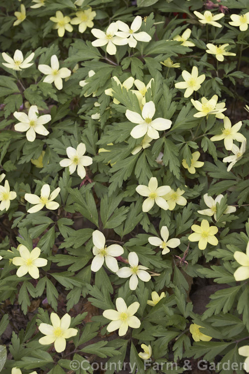 Anemone x lipsiensis (syns. Anemone x intermedia, Anemone x seemanii</i>), this wood anemone is a natural hybrid between Anemone nemorosa and Anemone ranunculoides, two. European perennials. It has the more graceful habit of A nemorosa with the obvious influence of A ranunculoides in its soft yellow flowers. Order: Ranunculales, Family: Ranunculaceae