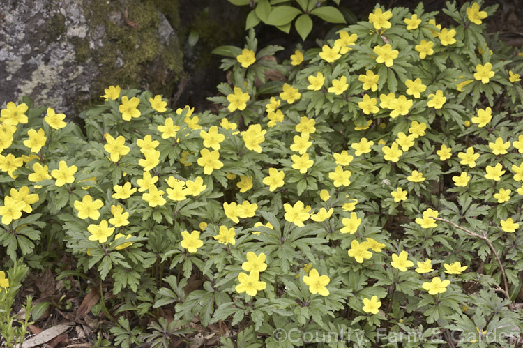 Anemone ranunculoides, a small, spring-flowering perennial that is widespread in Europe except for the Mediterranean region. Order: Ranunculales, Family: Ranunculaceae