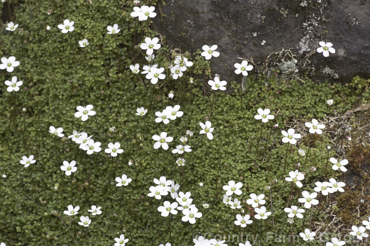 Arenaria balearica, a neat little mat-forming groundcover from the islands of the western Mediterranean. It has minute leaves and from mid-spring is studded with tiny, long-stemmed white flowers. It thrives in rockeries. Order: Caryophyllales, Family: Caryophyllaceae