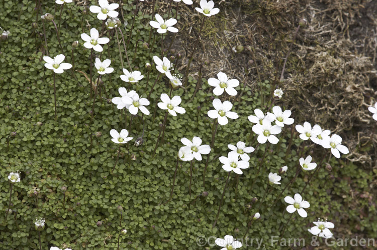 Arenaria balearica, a neat little mat-forming groundcover from the islands of the western Mediterranean. It has minute leaves and from mid-spring is studded with tiny, long-stemmed white flowers. It thrives in rockeries. Order: Caryophyllales, Family: Caryophyllaceae