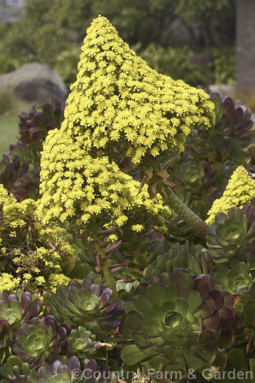 <i>Aeonium arboreum</i> 'Atropurpureum', a red-purple- to maroon-foliaged form (not as dark as 'Schwarzkopf) of a bushy succulent native to Gran Canaria Island The flowers open in early spring. Mature clumps cover a large area and can have flower stems over 15m tall. Order: Saxifragales, Family: Crassulaceae