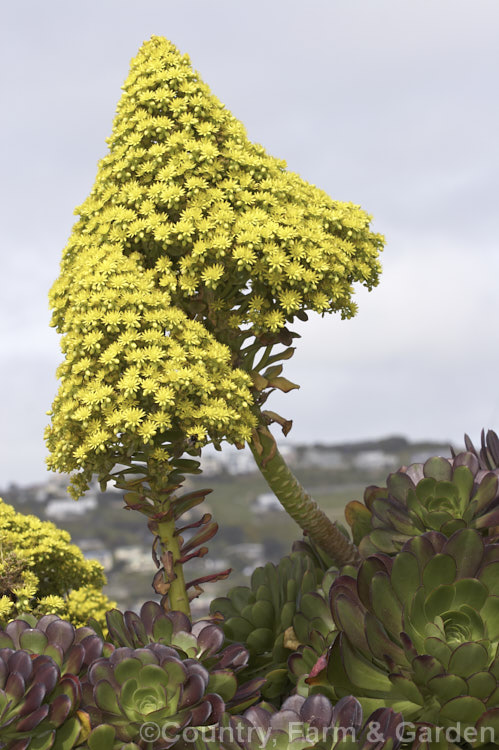 <i>Aeonium arboreum</i> 'Atropurpureum', a red-purple- to maroon-foliaged form (not as dark as 'Schwarzkopf) of a bushy succulent native to Gran Canaria Island The flowers open in early spring. Mature clumps cover a large area and can have flower stems over 15m tall. Order: Saxifragales, Family: Crassulaceae