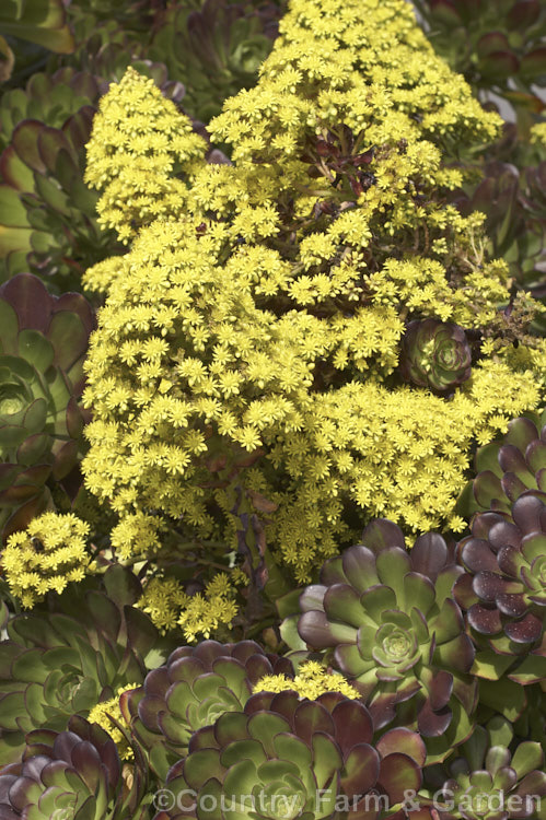 <i>Aeonium arboreum</i> 'Atropurpureum', a red-purple- to maroon-foliaged form (not as dark as 'Schwarzkopf) of a bushy succulent native to Gran Canaria Island The flowers open in early spring. Mature clumps cover a large area and can have flower stems over 15m tall. Order: Saxifragales, Family: Crassulaceae