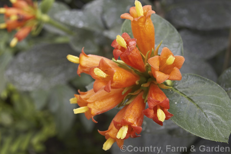 Buffalo-wood, Buffalo-horn or Wild Pomegranate (<i>Burchellia bubalina [syn. Burchellia capensis]), an evergreen shrub up to 3m tall from South Africa 15mm wide, red-brown berries follow the flowers. burchellia-2615htm'>Burchellia. <a href='rubiaceae-plant-family-photoshtml'>Rubiaceae</a>.