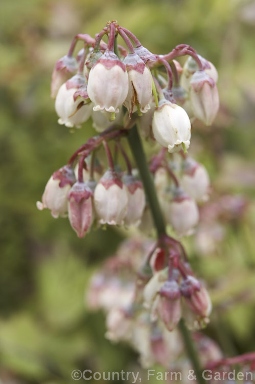 Tif. Blue'. Blueberry (<i>Vaccinium ashei 'Tif. Blue'), a compact, heavy-fruiting cultivar of the Rabbit-eye. Blueberry, a 1-5m tall shrub native to the southeastern United States. It is deciduous, except in areas with very mild winters. vaccinium-2753htm'>Vaccinium. Order: Ericales, Family: Ericaceae