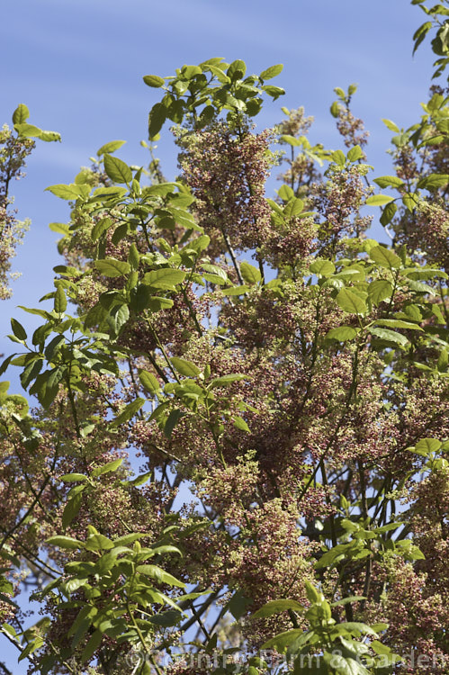 Wineberry or Makomako (<i>Aristotelia serrata</i>), an evergreen, 3-9m tall, spring-flowering tree native to New Zealand. The heads of small cherry red flowers are followed on female trees by dark red to black berries. Order: Oxidales, Family: Elaeocarpaceae