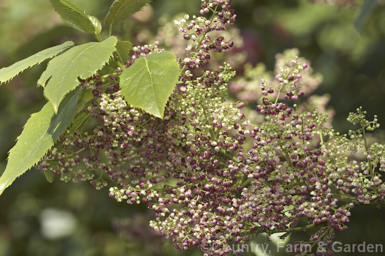 Wineberry or Makomako (<i>Aristotelia serrata</i>), an evergreen, 3-9m tall, spring-flowering tree native to New Zealand. The heads of small cherry red flowers are followed on female trees by dark red to black berries. Order: Oxidales, Family: Elaeocarpaceae