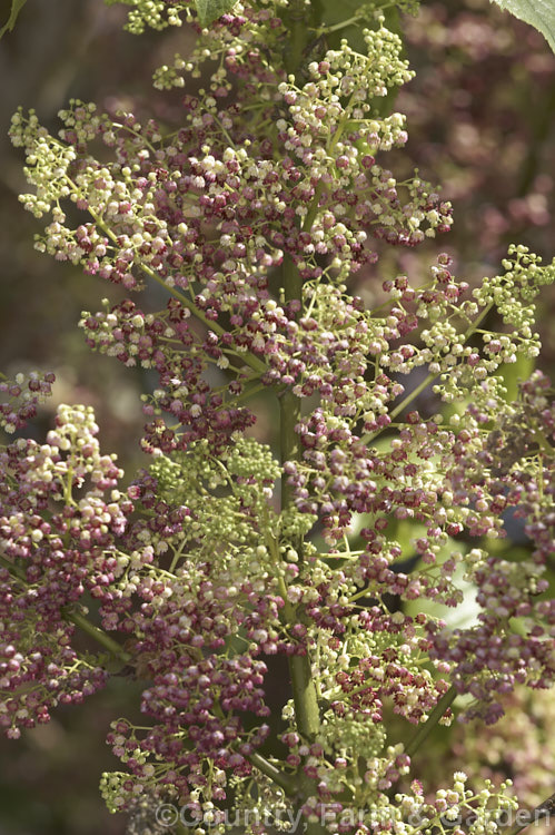 Wineberry or Makomako (<i>Aristotelia serrata</i>), an evergreen, 3-9m tall, spring-flowering tree native to New Zealand. The heads of small cherry red flowers are followed on female trees by dark red to black berries. Order: Oxidales, Family: Elaeocarpaceae