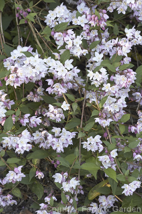 Deutzia purpurascens, a spring- to early summer-flowering deciduous shrub native to western China. It is a 15m tall shrub with slender arching stems. deutzia-2232htm'>Deutzia. <a href='hydrangeaceae-plant-family-photoshtml'>Hydrangeaceae</a>.