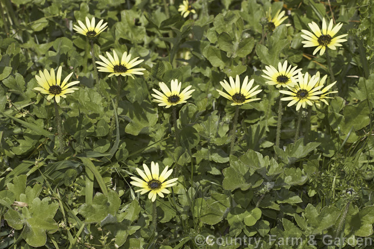 Cape Weed (<i>Arctotheca calendula</i>), a perennial daisy native to southern Africa. It flowers in spring and early summer and while occasionally cultivated it most often occurs as a lawn or pasture weed, as shown here. Order: Asterales, Family: Asteraceae