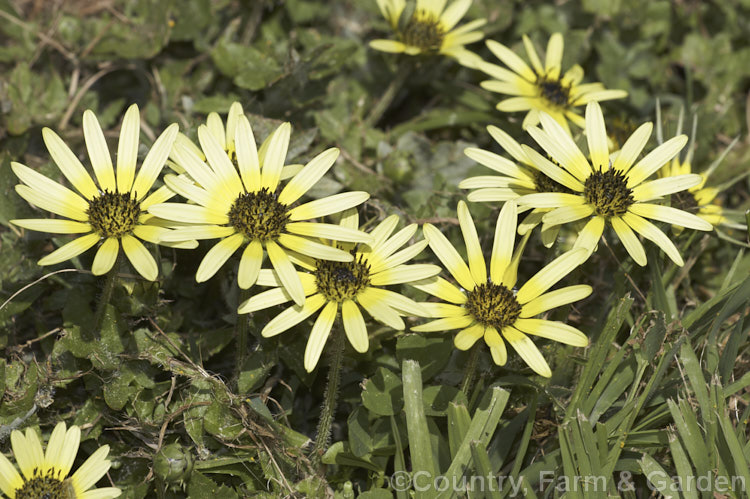 Cape Weed (<i>Arctotheca calendula</i>), a perennial daisy native to southern Africa. It flowers in spring and early summer and while occasionally cultivated it most often occurs as a lawn or pasture weed, as shown here. Order: Asterales, Family: Asteraceae