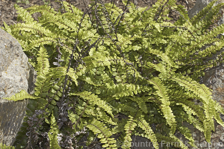 Kiwakiwa (<i>Blechnum fluviatile</i>), a spreading, rhizomatous fern with narrow fronds and distinctive wiry, dark brown fertile fronds. It may develop a short trunk with great age. Native to New Zealand and southeastern Australia, including Tasmania