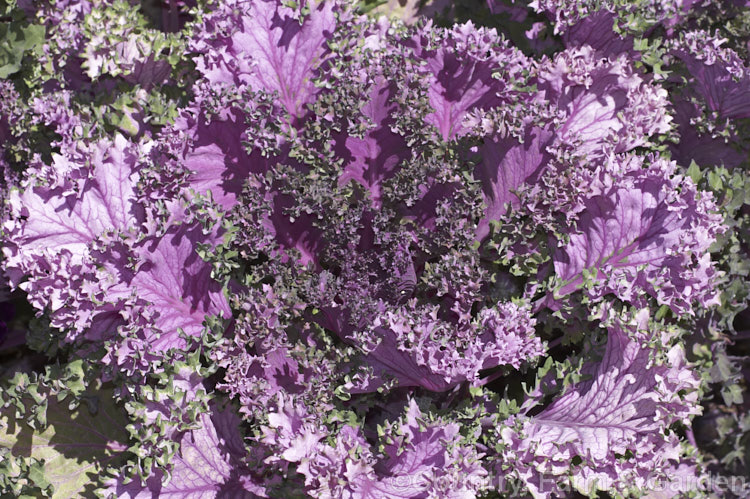 Ornamental Kale (<i>Brassica oleracea - Acephala Group</i>), a fancy form of garden kale that is grown for its coloured foliage and often treated as a hardy winter bedding plant. Order: Brassicales, Family: Brassicaceae