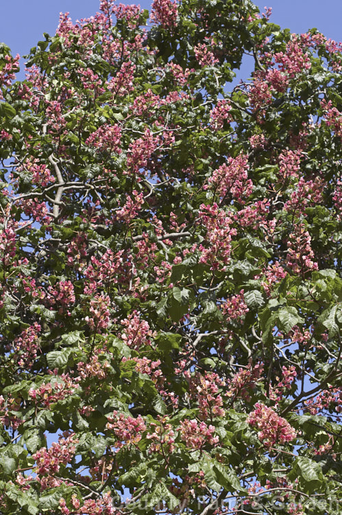 Pink-flowered Horse Chestnut (<i>Aesculus x carnea</i> [<i>Aesculus hippocastanum</i> x <i>Aesculus pavia</i>]) in flower, with a carpet of fallen petals. This deep pink-flowered hybrid horse chestnut is a 15-25m tall deciduous tree widely cultivated as a specimen or street tree. Order Sapindales, Family: Sapindaceae