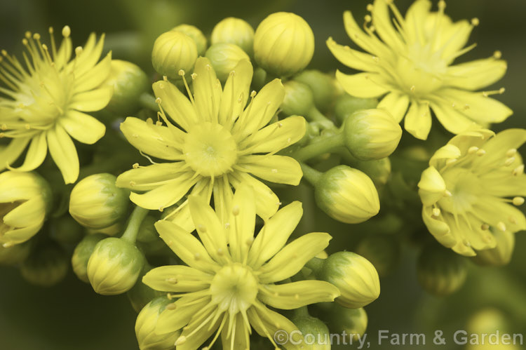 The flowers of the Saucer Plant (<i>Aeonium undulatum</i>), a perennial succulent subshrub native to Gran Canaria Island It forms large clumps of rosettes that flower in spring. Order: Saxifragales, Family: Crassulaceae