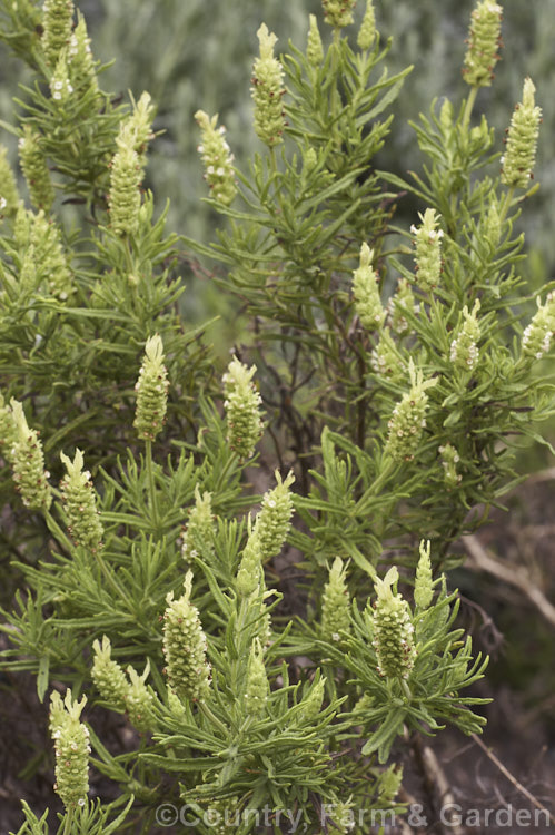 Green Lavender (<i>Lavandula viridis</i>), an evergreen 1-12m high spring-flowering shrub native. Spain, Portugal and Madeira The flowers, which may be green or white, are topped with bright green bracts. lavandula-2175htm'>Lavandula.