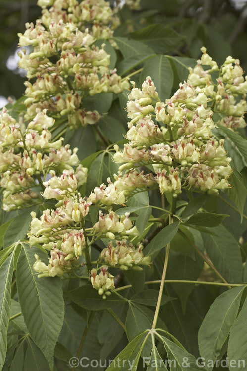 Flowerheads of the Sweet Buckeye or Yellow Buckeye (<i>Aesculus flava</i>), a North American tree that can grow to over 25m tall. The fruit is a hard brown nut in a smooth case. Order Sapindales, Family: Sapindaceae